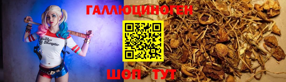 Псилоцибиновые грибы GOLDEN TEACHER Кольчугино